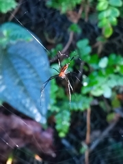 Leucauge tessellata