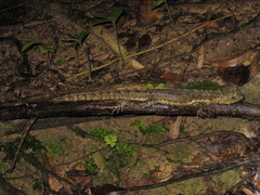 Uranoscodon superciliosus