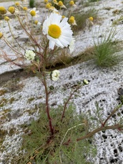 Tripleurospermum hookeri