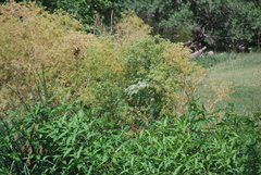 Conium maculatum
