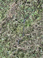 Ophisaurus ventralis