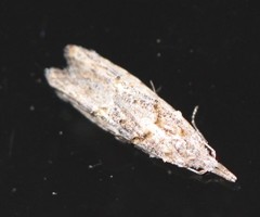 Carposinidae