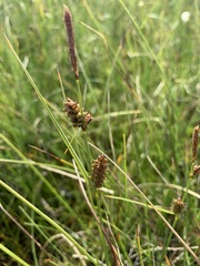 Carex rotundata