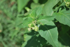 Mirabilis