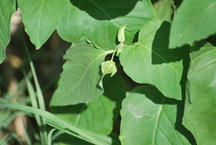 Mirabilis