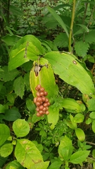 Maianthemum racemosum
