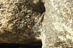 Podarcis guadarramae