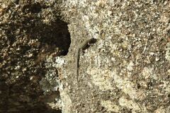 Podarcis guadarramae