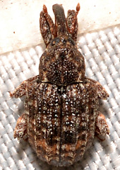 Conotrachelus elegans