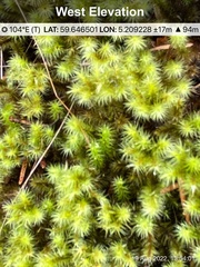 Breutelia chrysocoma