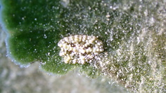 Bunodeopsis globulifera