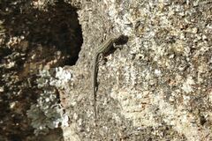 Podarcis guadarramae