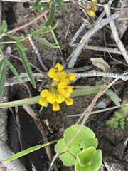 Rhynchosia ferulifolia