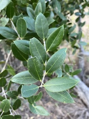 Olea capensis enervis