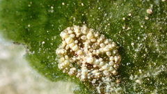 Bunodeopsis globulifera