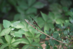 Plathemis lydia
