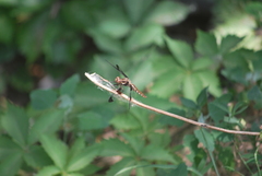 Plathemis lydia