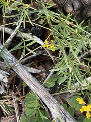 Rhynchosia ferulifolia