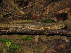 Uranoscodon superciliosus