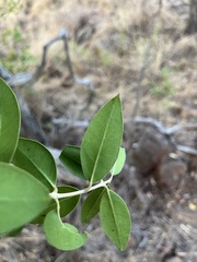 Olea capensis enervis