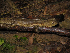 Uranoscodon superciliosus