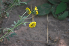 Engelmannia peristenia