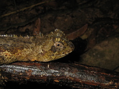 Uranoscodon superciliosus