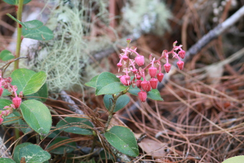Image of Gaultheria erecta by (c) harrier, some rights reserved (CC BY)
