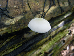 Pluteus niveus
