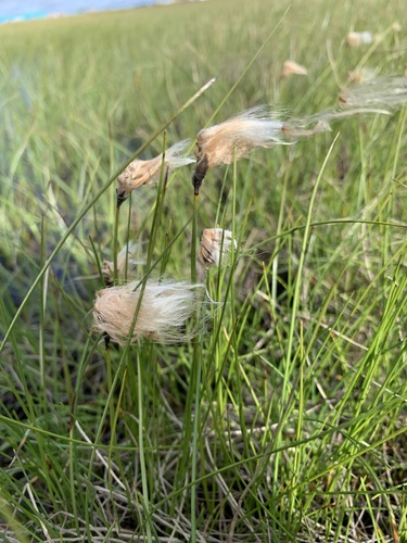 Image of Russet Cottongrass (Eriophorum chamissonis) by (c) Valerii Glazunov, some rights reserved (CC BY)