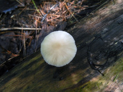 Pluteus niveus