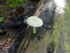 Pluteus niveus