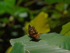 Lepidoptera