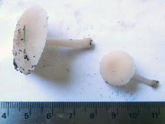 Pluteus niveus