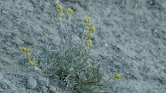 Artemisia umbelliformis