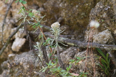Gnaphaliothamnus salicifolius