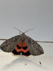 Catocala amatrix