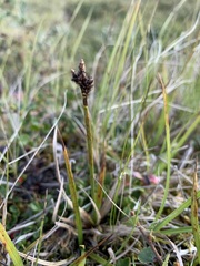 Carex bigelowii arctisibirica