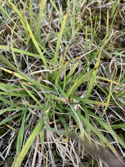Carex bigelowii arctisibirica