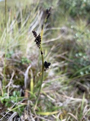 Carex bigelowii arctisibirica
