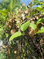 Clematis terniflora