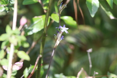 Orthrosanthus monadelphus