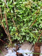 Mesoptychia bantriensis