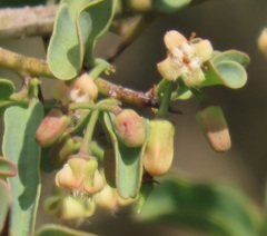 Ximenia