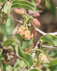 Ximenia
