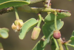 Ximenia