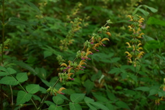 Salvia sinica