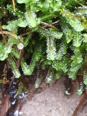 Mesoptychia bantriensis