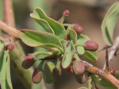 Ximenia