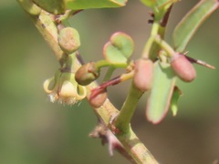 Ximenia